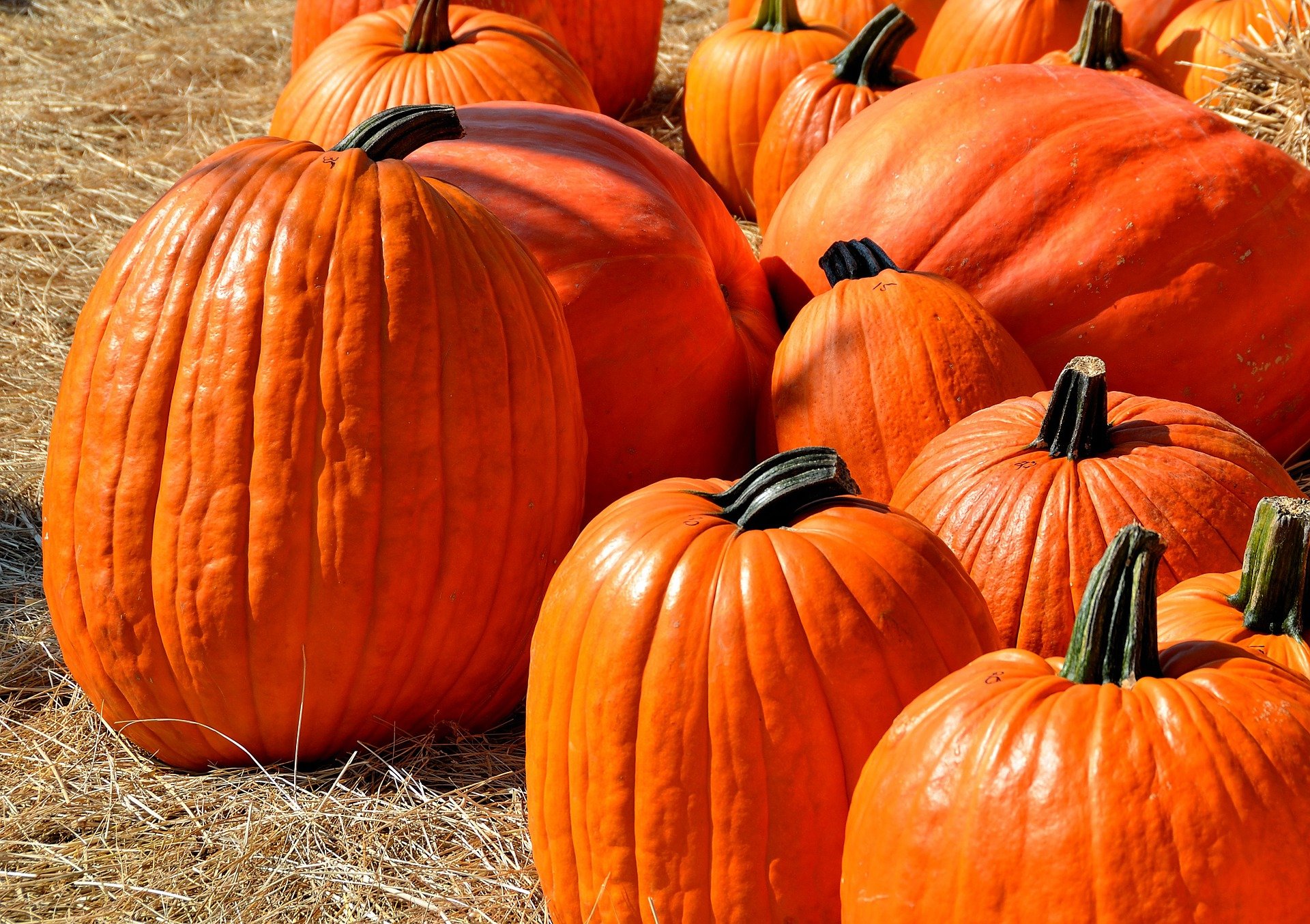 Pumpkin Growing Tips for next Halloween