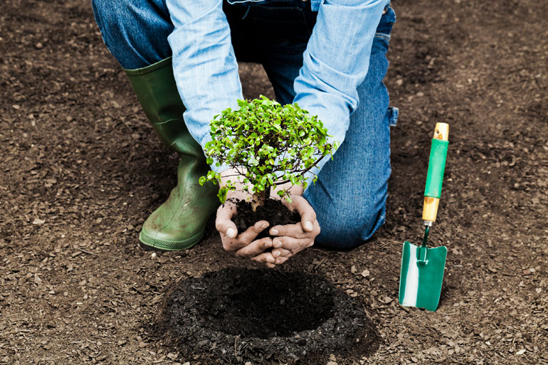 How Planting Trees can reduce climate impacts