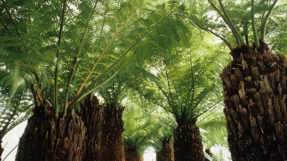 How to Protect and Care for Your Tree Ferns in Winter