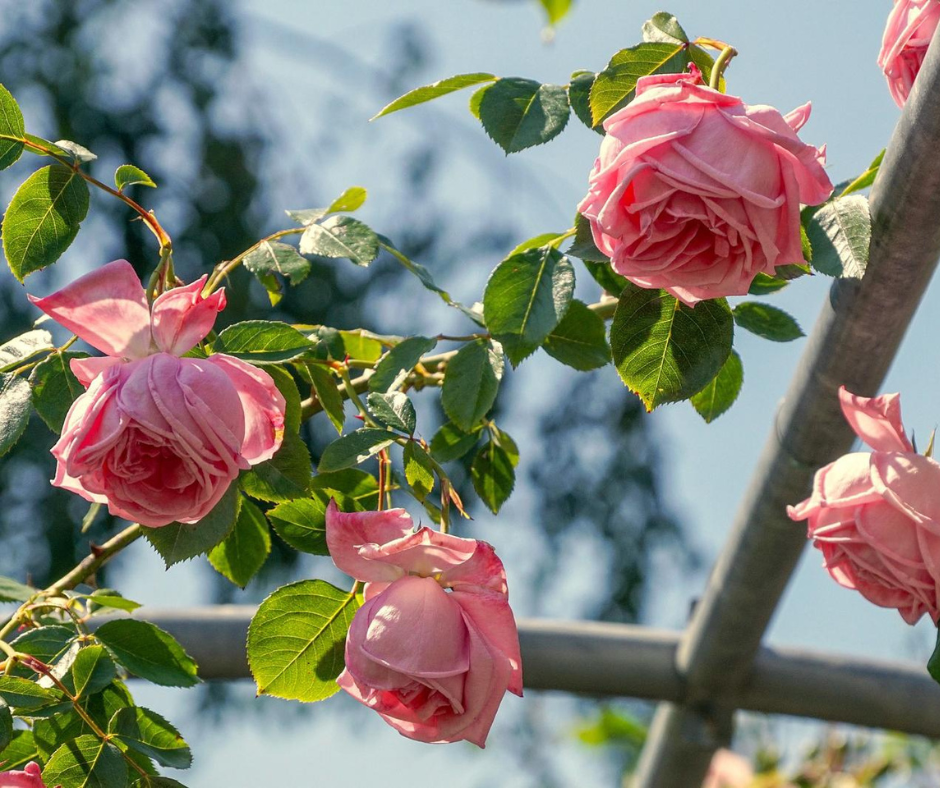 The Ultimate Guide to Choosing the Perfect Trellis for Your Climbing Plants
