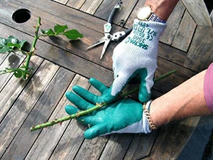 Using Gardening Gloves What, Gloves For Gardening Uses